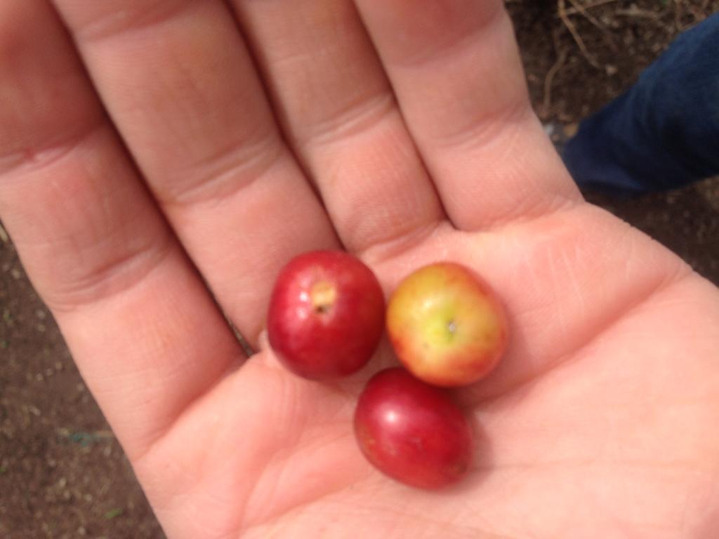 فيلا Calarcáفي Finca El Diamante المظهر الخارجي الصورة