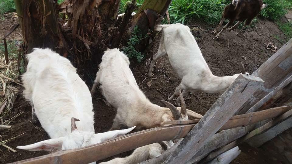 فيلا Calarcáفي Finca El Diamante المظهر الخارجي الصورة