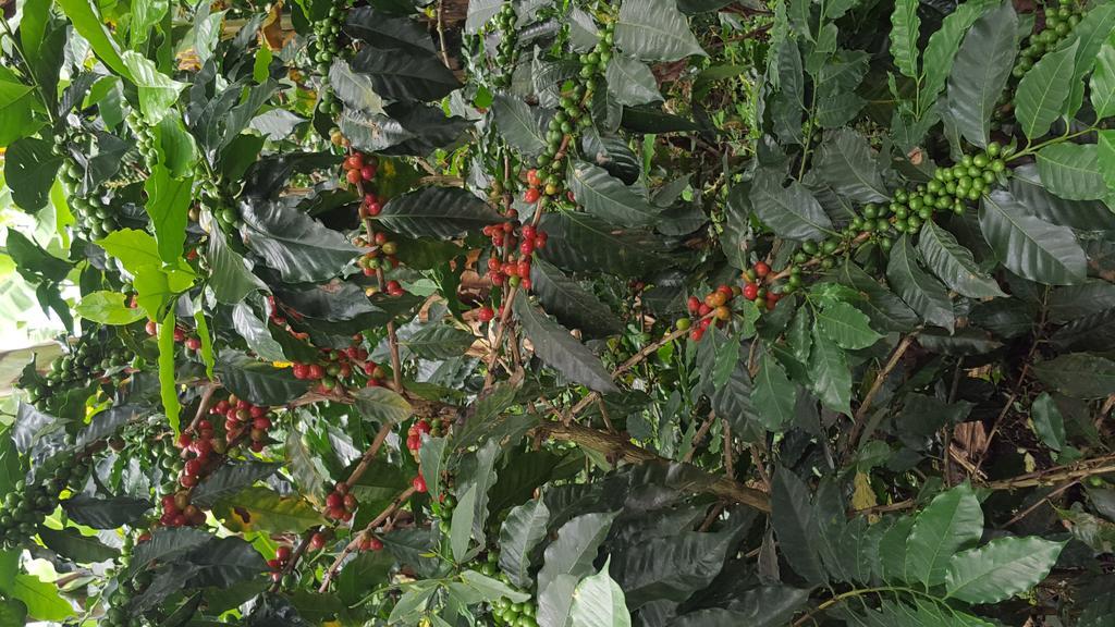 فيلا Calarcáفي Finca El Diamante المظهر الخارجي الصورة