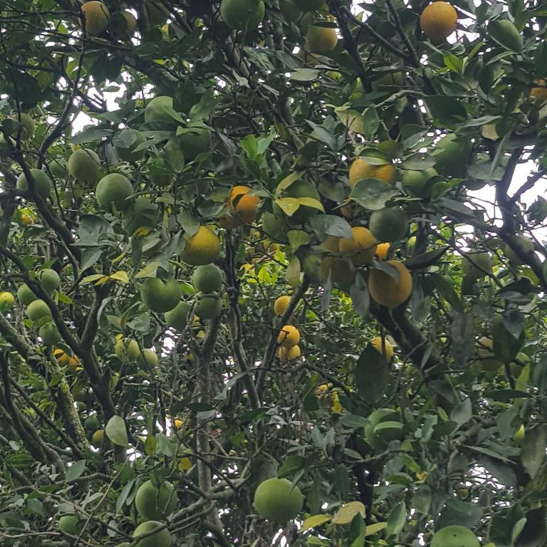 فيلا Calarcáفي Finca El Diamante المظهر الخارجي الصورة