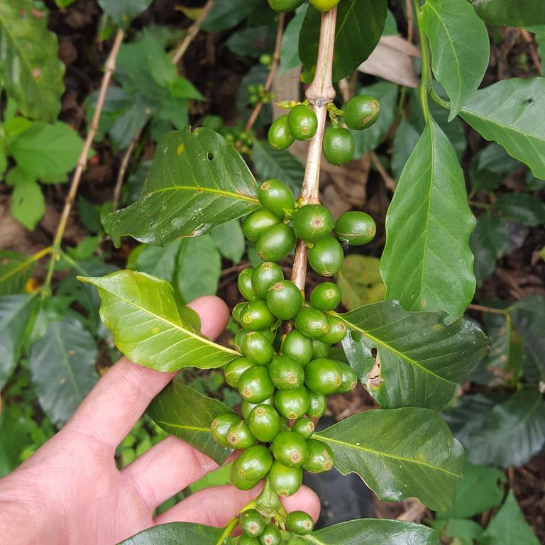 فيلا Calarcáفي Finca El Diamante المظهر الخارجي الصورة