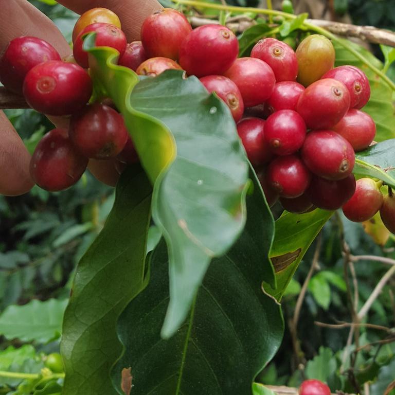 فيلا Calarcáفي Finca El Diamante المظهر الخارجي الصورة