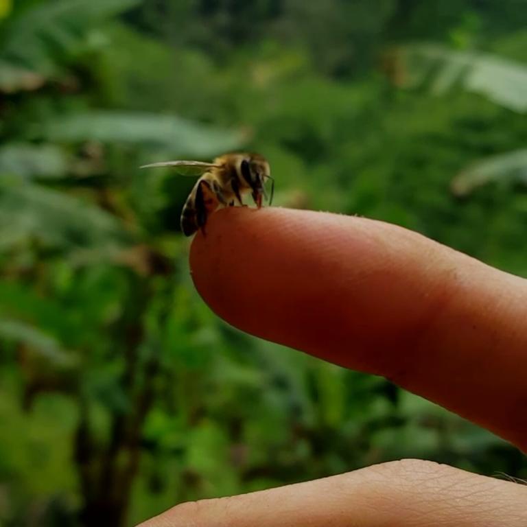 فيلا Calarcáفي Finca El Diamante المظهر الخارجي الصورة