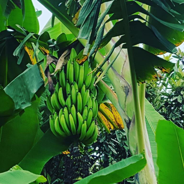 فيلا Calarcáفي Finca El Diamante المظهر الخارجي الصورة